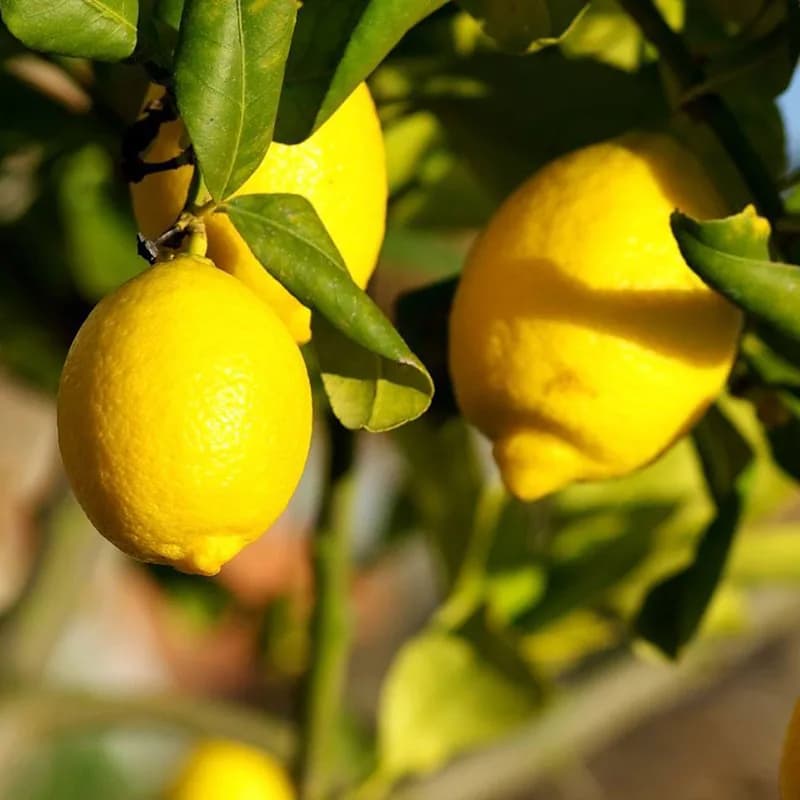 تصویر 4 از لیمو شیرین زرد ارگانیک باغی و آبدار